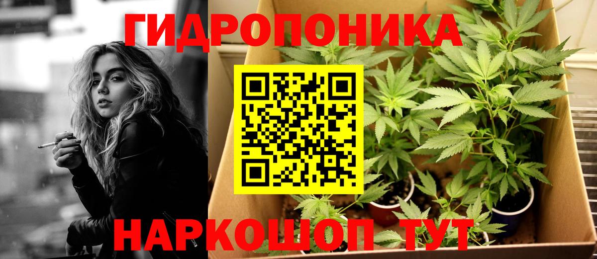 Каннабис OG Kush Можга